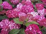 HYdrangea Ruby Annabelle, Tuin en Terras, Planten | Tuinplanten, Ophalen, Halfschaduw