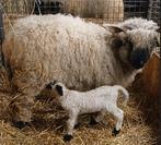 Walliser Schwarznase schapen, Plusieurs animaux, Mouton, 0 à 2 ans