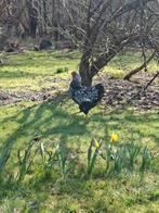 Wyandotte zilver zwart gezoomd, Animaux & Accessoires