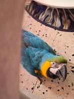 Ruil met voertuig of doe aanbiedingen in de regio Luik, Vrouwelijk