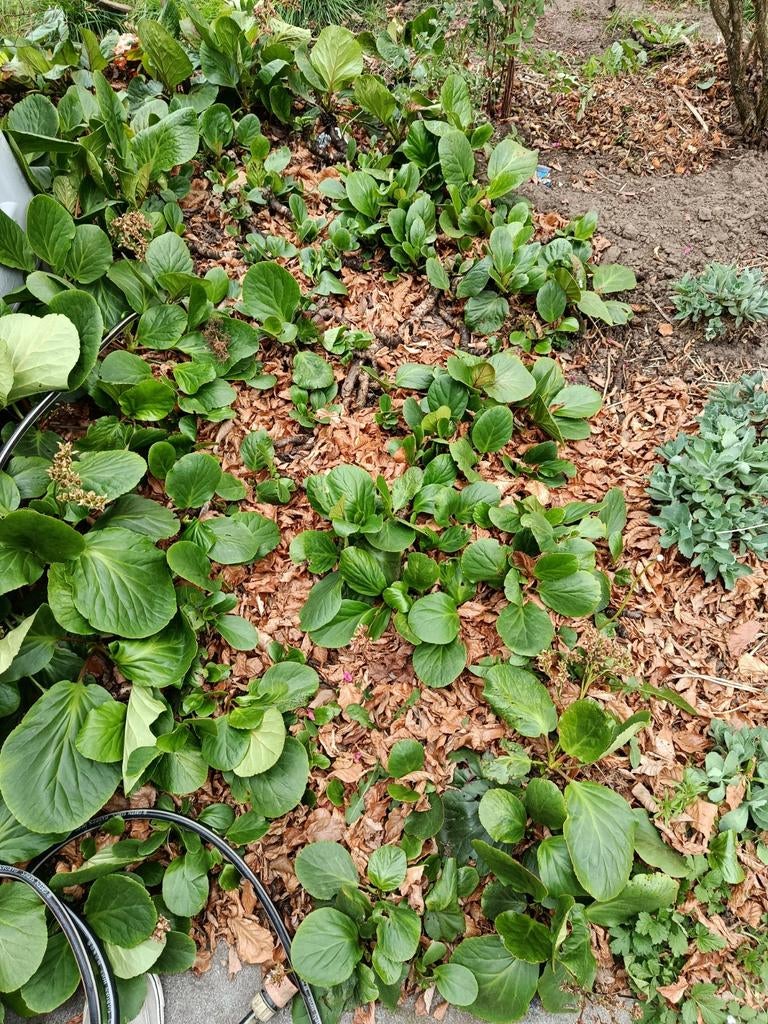 Schoenlappersplant, Ophalen, Overige soorten, Minder dan 100 cm