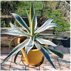 Zeer mooie heel grote meerjarige plant Agave Americana, Tuin en Terras, Ophalen, Vaste plant
