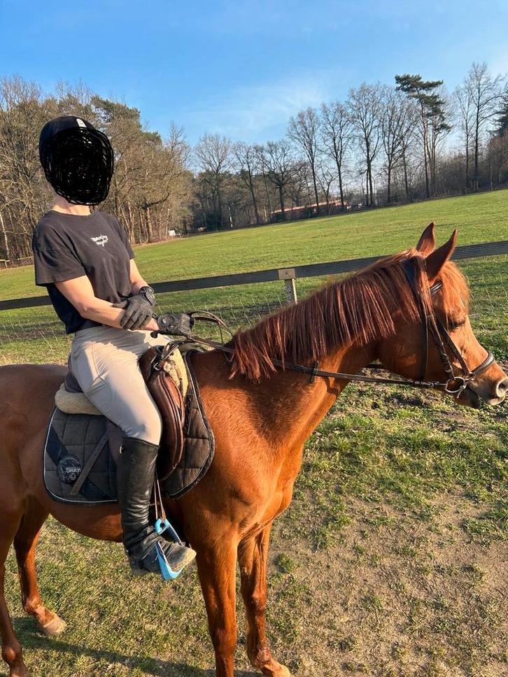 Mooie volbloedmerrie van 148cm, Dieren en Toebehoren, Pony's, Merrie, Zadelmak, E pony (1.48m - 1.57m), 7 tot 10 jaar