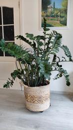 Kamerplant Zamioculcas zamiifolia, Maison & Meubles, Plantes d'intérieur, Plante succulente, En pot, Enlèvement, 100 à 150 cm