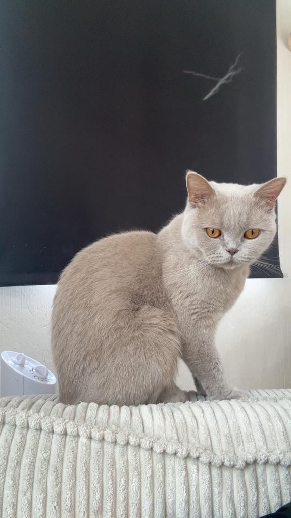 À vendre : chat British Shorthair — Lily, Enlèvement