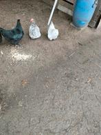 Cochins, Dieren en Toebehoren