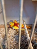 Turquoisine, Dieren en Toebehoren, Vogels | Parkieten en Papegaaien