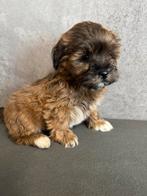 Supermooie Lhasa Apso x Poedel particiliere puppy’s, Dieren en Toebehoren, Poedel, België, Particulier, 8 tot 15 weken