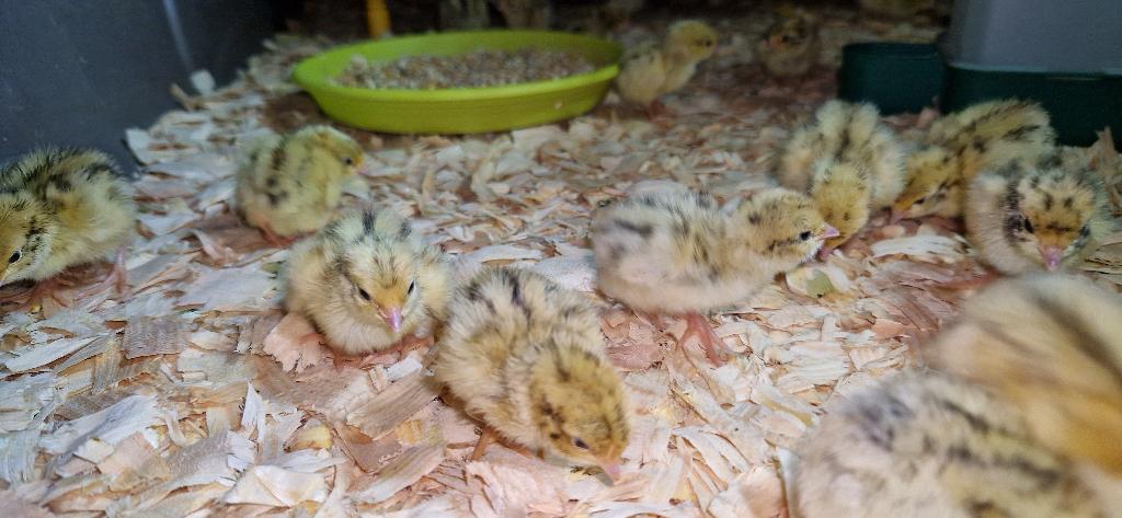 Kuikens Japanse kwartels, Sexe inconnu