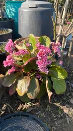 Schoenlappersplant, Tuin en Terras, Planten | Tuinplanten, Ophalen