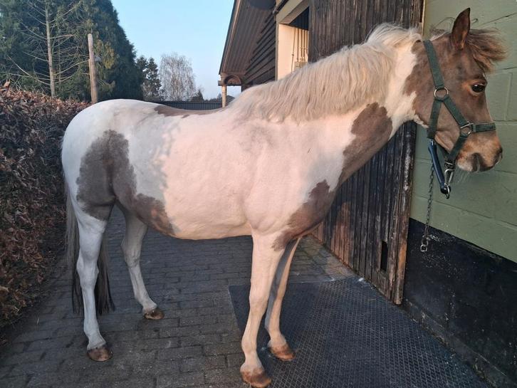 Scheren paarden en pony's, Dieren en Toebehoren, Paarden