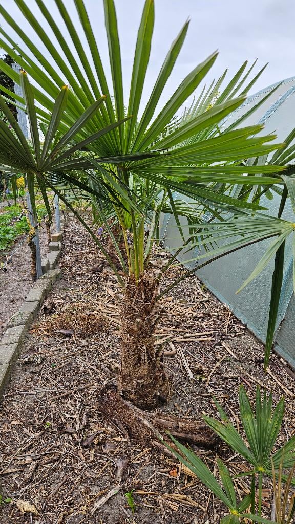 Trachycarpus Fortunei, Jardin & Terrasse, Plantes | Jardin, Autres espèces, Printemps, Plein soleil, Enlèvement