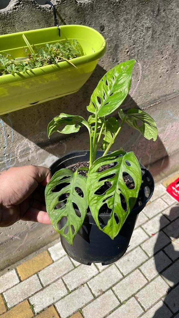 Monstera plantje, Ophalen