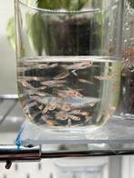 Baby guppen, Dieren en Toebehoren, Vissen | Aquariumvissen, Vis, Zoetwatervis, Schoolvis
