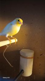 Gele Mozaïek Poppen 25, Dieren en Toebehoren, Vogels | Kanaries