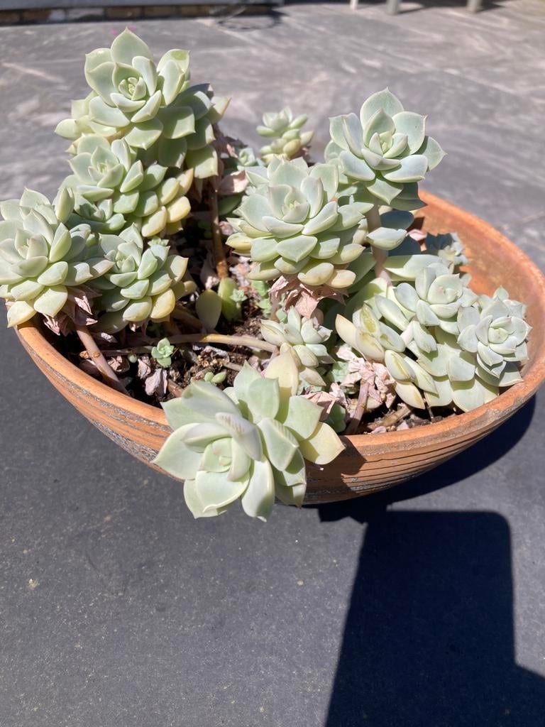 Vetplant in terracotta pot, Maison & Meubles, Plantes d'intérieur, Enlèvement, Plante succulente