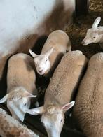 Lammers, Dieren en Toebehoren