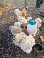 Broedeitjes brahma buff/wit-blauw-zwart halzig, Dieren en Toebehoren, Pluimvee