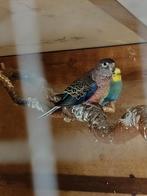 Bourkes parkiet wildkleur pop, Dieren en Toebehoren