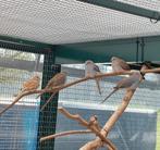 Allerlei volièrevogels, Dieren en Toebehoren, Meerdere dieren, Geringd