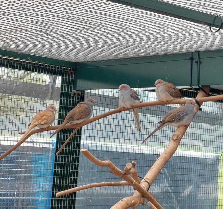 Allerlei volièrevogels, Dieren en Toebehoren, Vogels | Overige Vogels, Meerdere dieren, Geringd