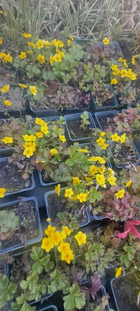 Waldsteinia ternata (79 stuks), Tuin en Terras, Ophalen, Vaste plant, Bodembedekkers
