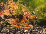 Hobbyaquarium Orange Sakura garnalen