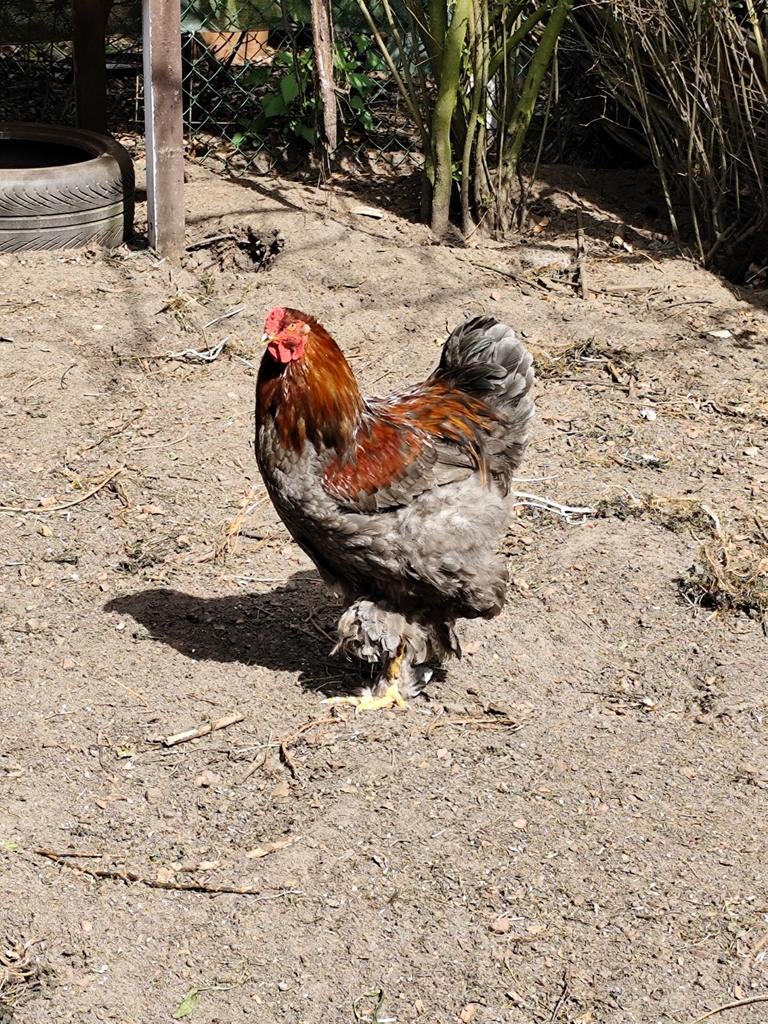 Brahma haan, Dieren en Toebehoren, Pluimvee