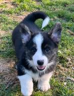Chiots Welsh Corgi super mignons, élevés à la maison !, Animaux & Accessoires, Chiens | Bergers & Bouviers, Chien (mâle), Autres races