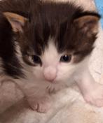 Maine Coon kittens, Plusieurs animaux, Vermifugé, 0 à 2 ans