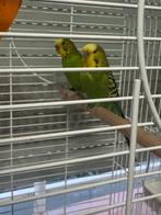 Vogels, Dieren en Toebehoren