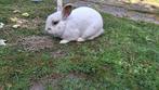 Konijnen, Animaux & Accessoires, Lapins, Mâle, Taille moyenne, 0 à 2 ans