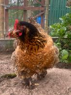 Mooie Cochin kip, Dieren en Toebehoren, Pluimvee, Kip