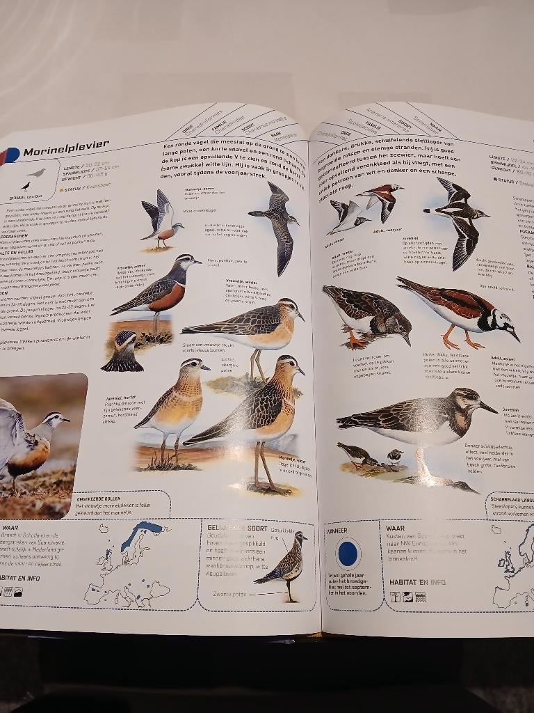 Alle vogels van Europa. Prachtig boek, Livres, Nature, Enlèvement, Neuf, Oiseaux