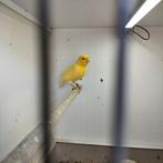 Gele kanaries., Plusieurs animaux, Canari chanteur