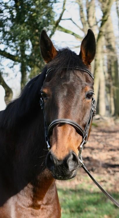 Recreatie merrie, Dieren en Toebehoren, Merrie, B, 160 tot 165 cm, 11 jaar of ouder
