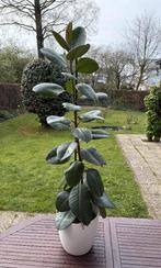 Rijzige Ficus elastica 'Robusta', echte plant, 115cm, Ophalen, Ficus, 100 tot 150 cm, Halfschaduw