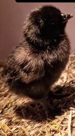 Kuikentjes verwacht 13/03, Dieren en Toebehoren, Pluimvee