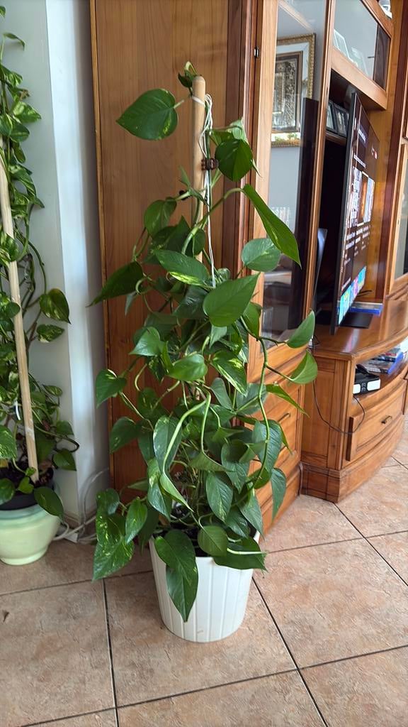 Pothos plante grimpante d’intérieur, Enlèvement