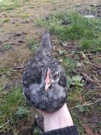 2 poussins à vendre, Animaux & Accessoires