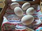Ganzen eieren te koop(,broedeieren ), Animaux & Accessoires, Volatiles