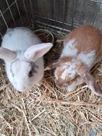 Dwergkonijn, Dieren en Toebehoren, Mannelijk, Dwerg, 0 tot 2 jaar