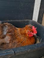 Legkippen, Femelle, Poule ou poulet