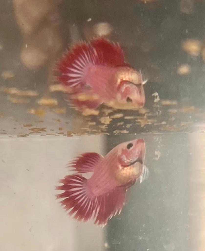 Betta splendens man - rood - 5 maanden oud en eigen kweek, Animaux & Accessoires, Poissons | Poissons d'aquarium, Poisson d'eau douce