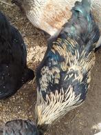 Jonge hanen te koop, Dieren en Toebehoren, Pluimvee