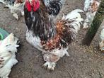 Brahma hanen te koop, Dieren en Toebehoren, Pluimvee, Mannelijk, Kip