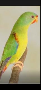 Demandé ! ! ! ! perruches rapides fanées, Animaux & Accessoires, Plusieurs animaux, Perruche, Bagué