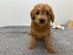 Chiots Cavapoo, Hépatite contagieuse (maladie de Rubarth), Plusieurs, Belgique, Plusieurs animaux