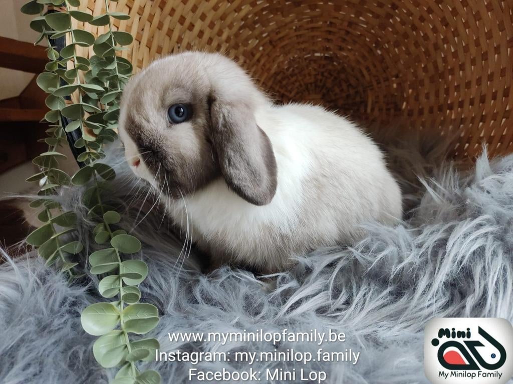 Raszuiver minilop konijn voedster (transport mogelijk), Vrouwelijk, Dwerg, Hangoor, 0 tot 2 jaar