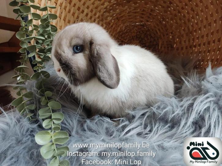 Minilop lapin de race pure (transport possible), Animaux & Accessoires, Lapins, Nain, Femelle, 0 à 2 ans, Oreilles tombantes